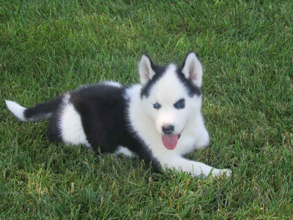 Husky Breeders In Illinois