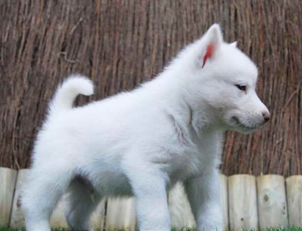 Husky Breeders In Michigan