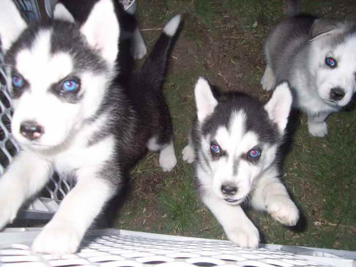 Husky Breeders In New England