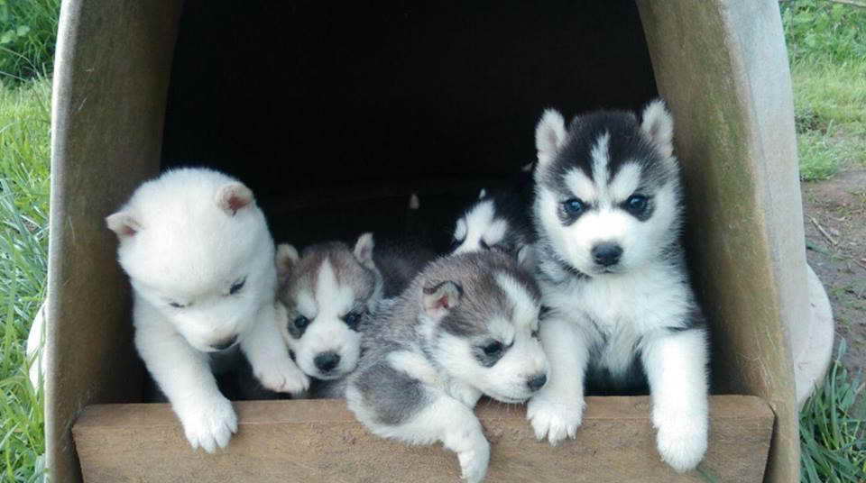 Husky Breeders In Oregon