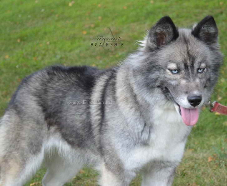 Husky Breeders In Pa