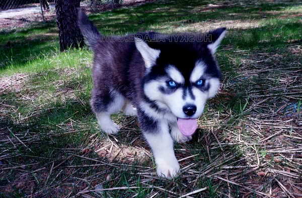 Husky Breeders In Sc