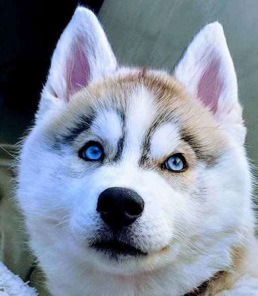 Husky Breeders In Washington State