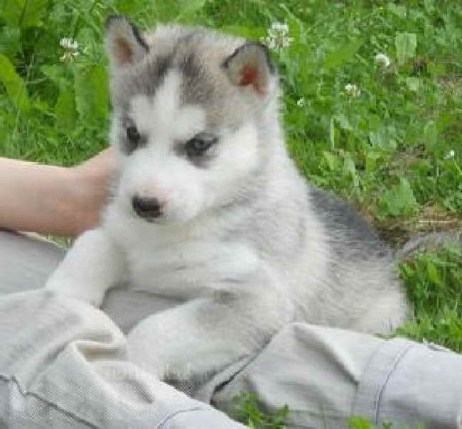 Husky Breeders In Wisconsin