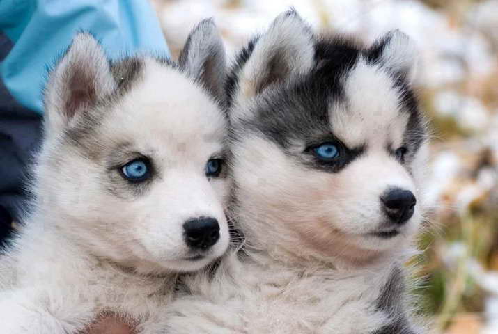 Husky Breeders Ma