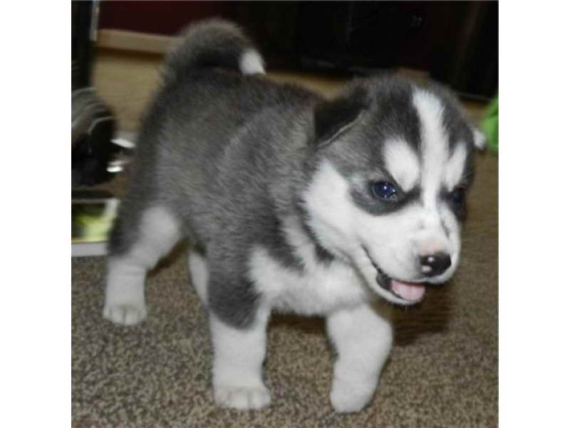 Husky Breeders Nj