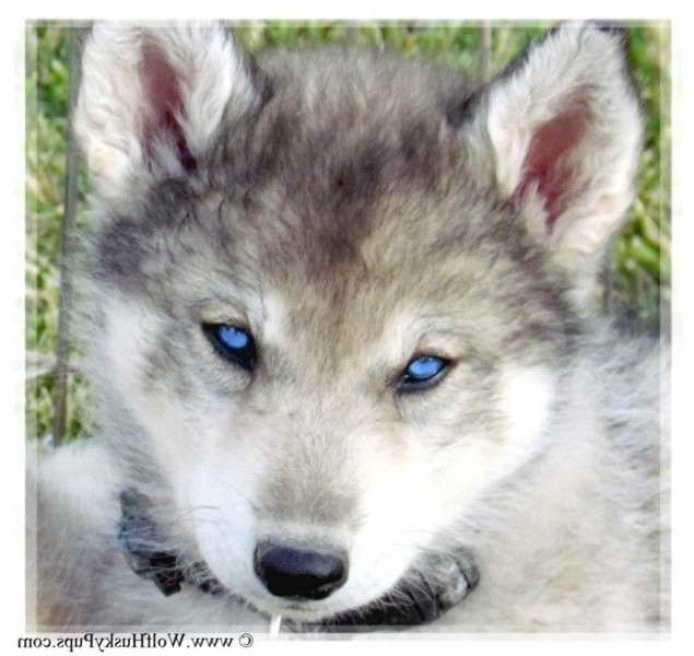 Husky Breeders Utah