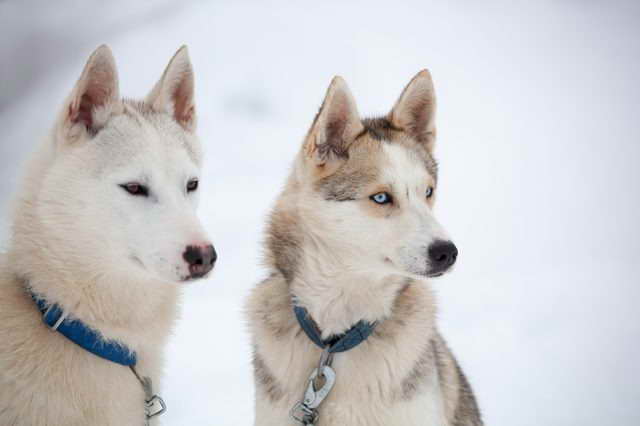 Husky Breeds