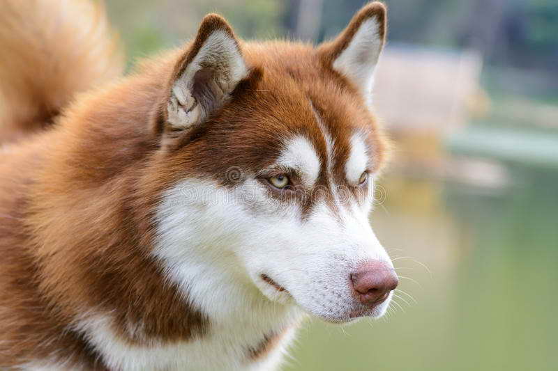 Husky Brown