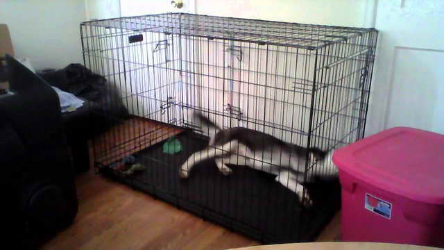 Husky Cage