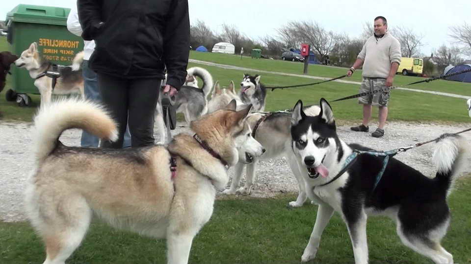 Husky Camp