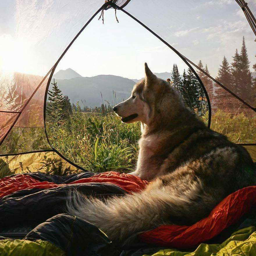 Husky Camping
