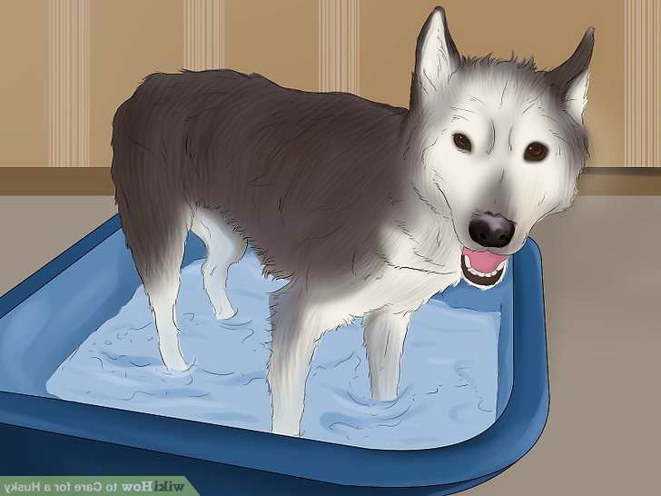 Husky Care