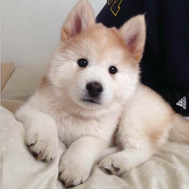 Husky Chow Mix Puppies For Sale PETSIDI