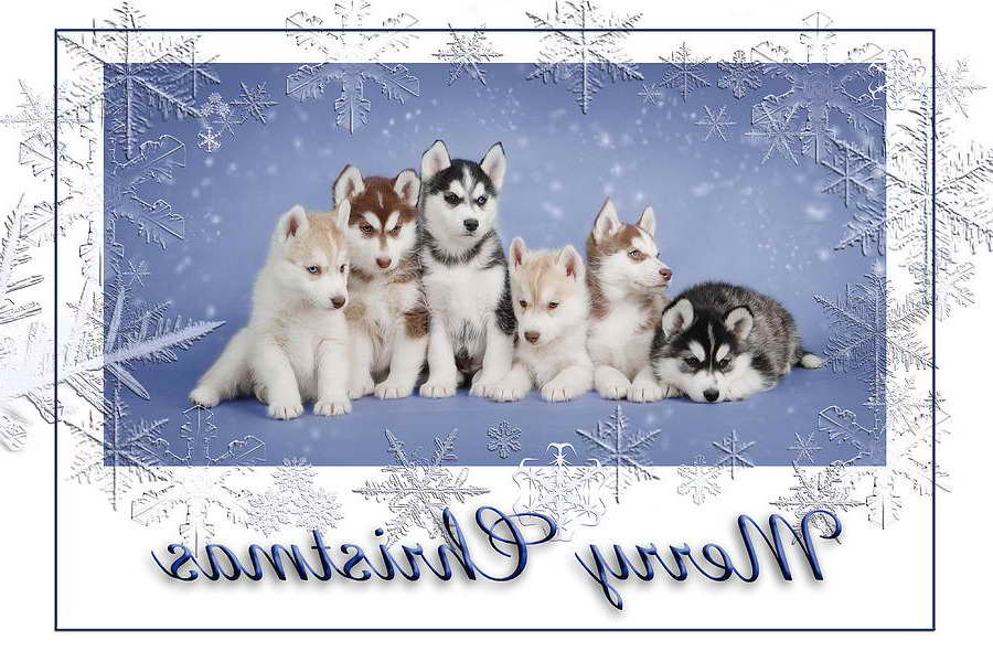 Husky Christmas Cards