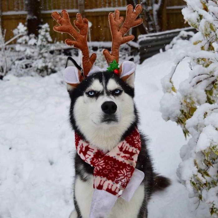 Husky Christmas