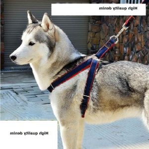 Husky Collar Size