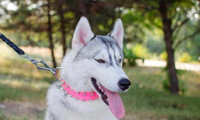 Husky Collar