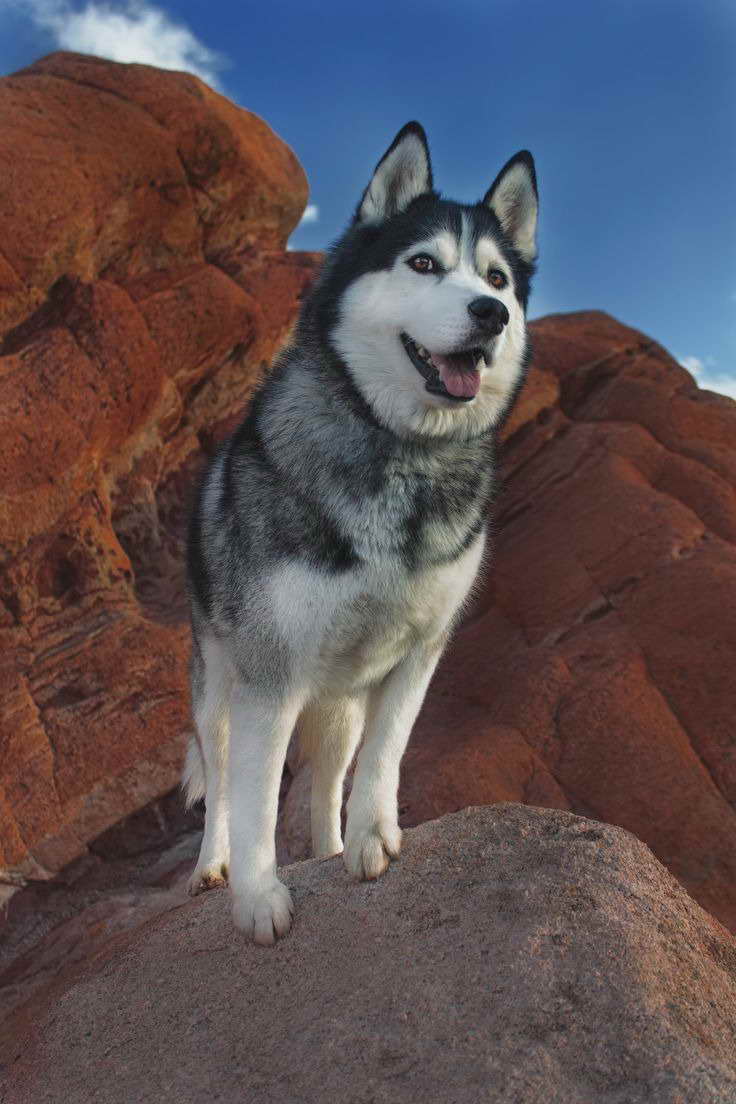 Husky Colorado Springs