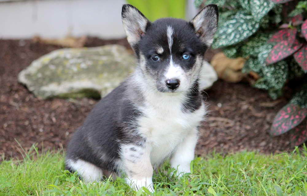 Husky Corgi