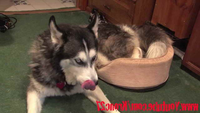 Husky Dog Beds