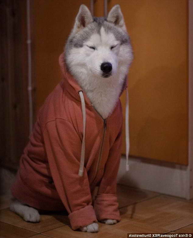 Husky Dog Clothes