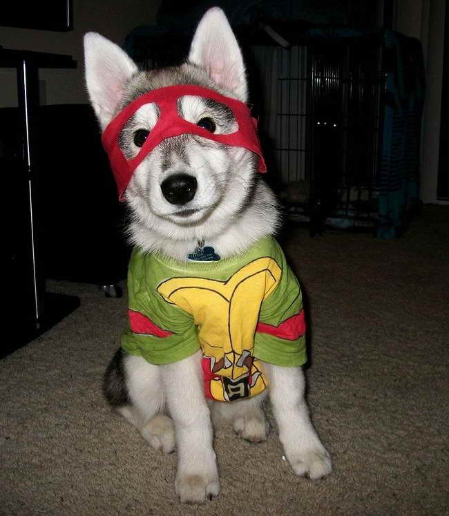 Husky Dog Costume