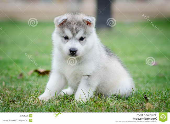 Husky Dog Puppy