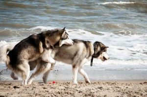Husky Dog Sex