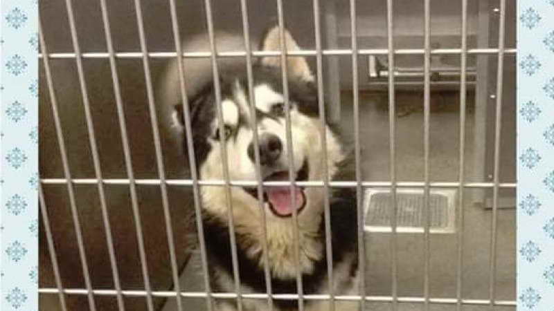 Husky Dog Shelter