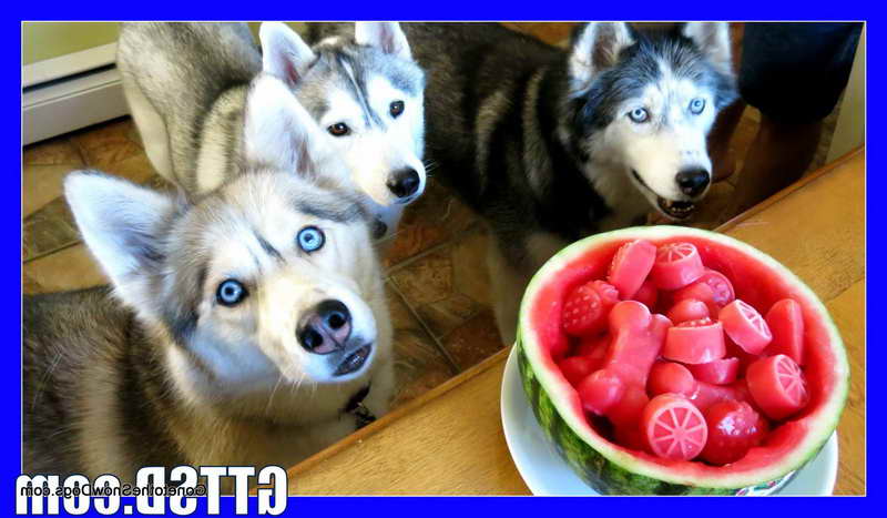 Husky Dog Treats