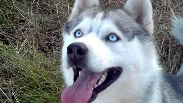 Husky Dog With Blue Eyes