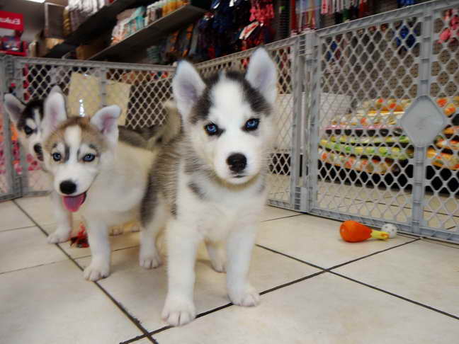 Husky Dogs For Free