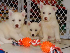 Husky Dogs For Sale Craigslist