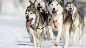 Husky Dogsled
