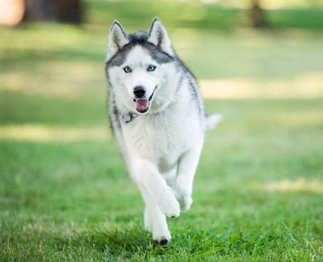 Husky Email Login