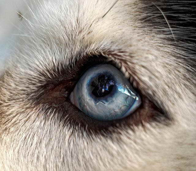 Husky Eye Problems