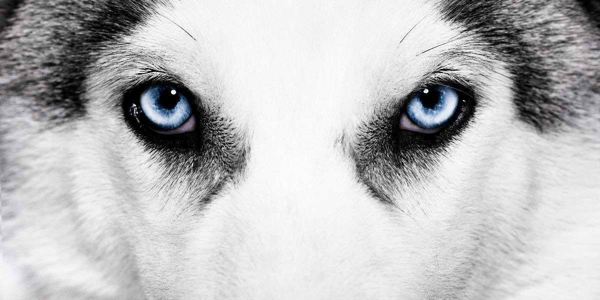 Husky Eyes