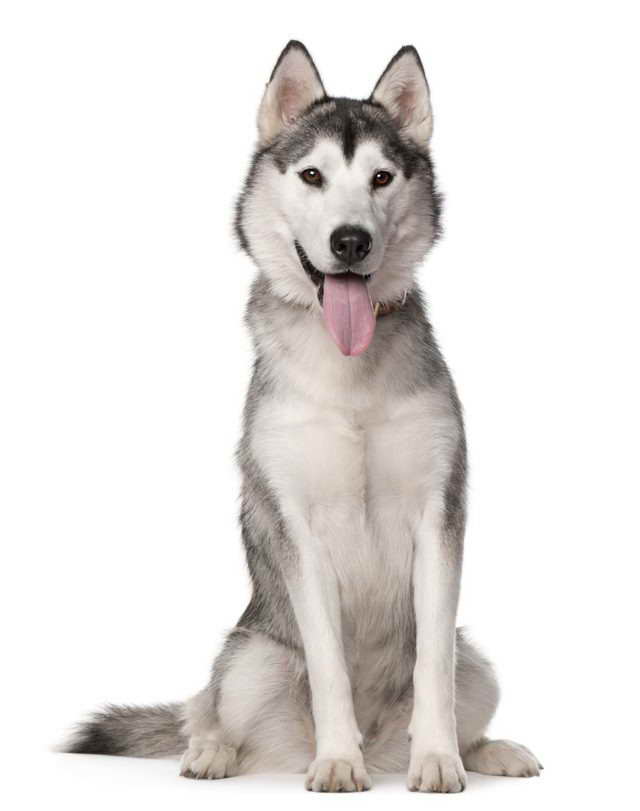 Husky Facts For Kid