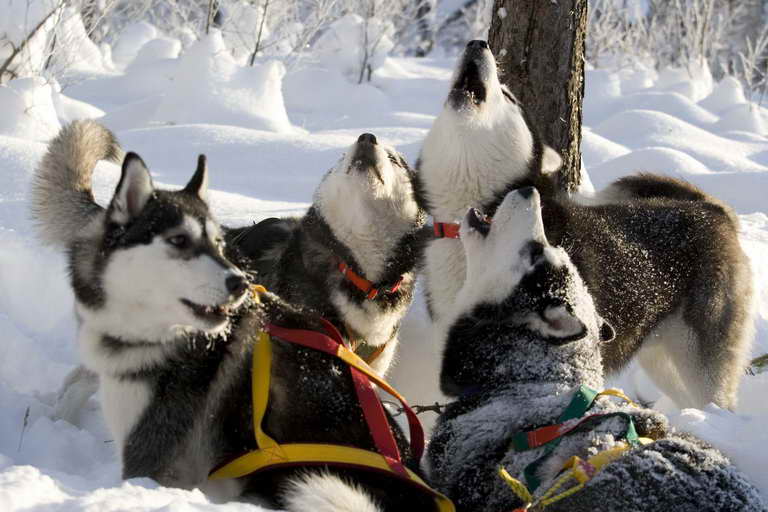 Husky Farm