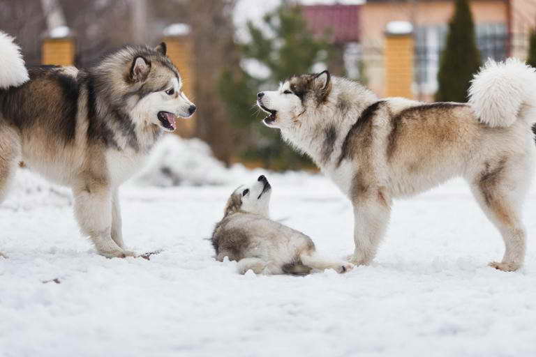 Husky Farms