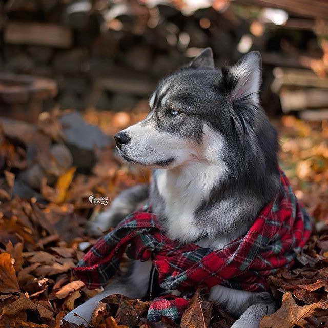 Husky Fashions