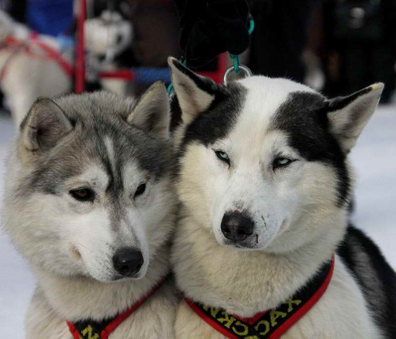 Husky Female