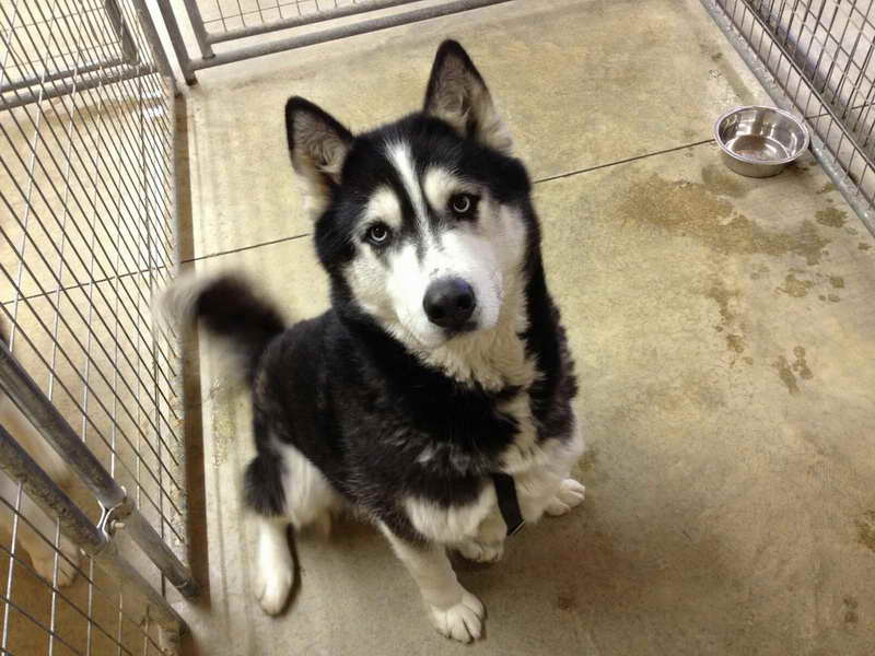 Husky For Adoption