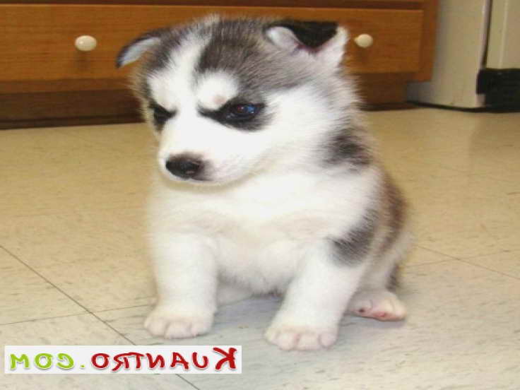 Husky For Sale Chicago