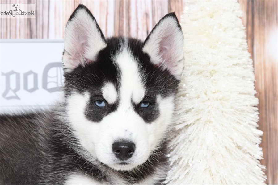 Husky For Sale In Md