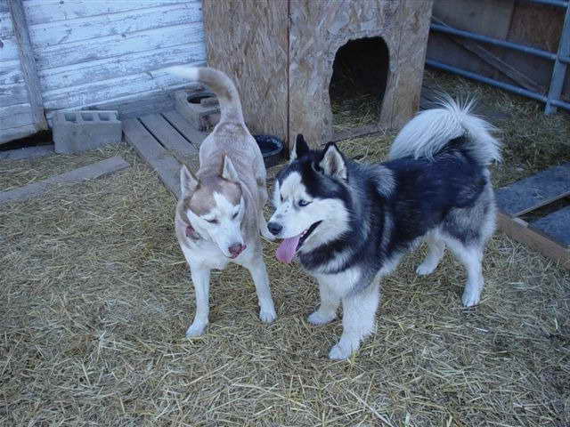 Husky For Sale In Mn