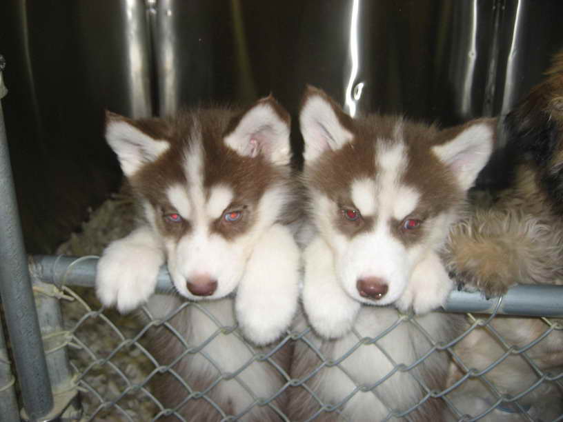 Husky For Sale In Ny