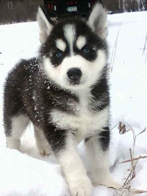 Husky For Sale Mn