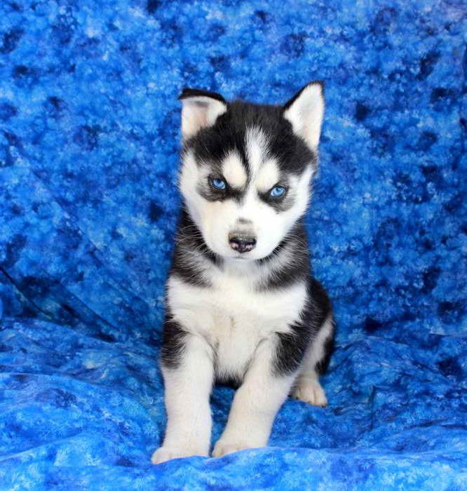 Husky For Sale Pa